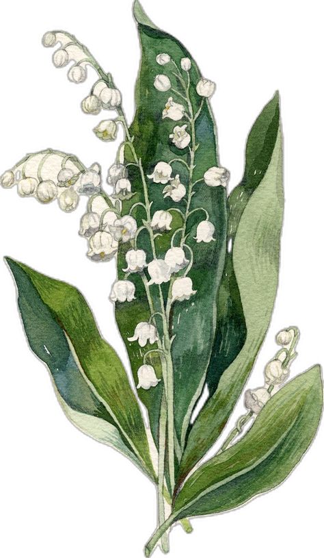 Lily of the Valley illustration by Robin Clugston. This was a commissioned piece. Lily Of The Valley Flowers Painting, Snap Dragon Illustration, Lily Of The Valley Craft, Lilly Of The Valleys, Lily Of The Valley Illustration, Lily Of The Valley Watercolor, Lily Of The Valley Painting, Lily Of The Valley Drawing, Valley Illustration