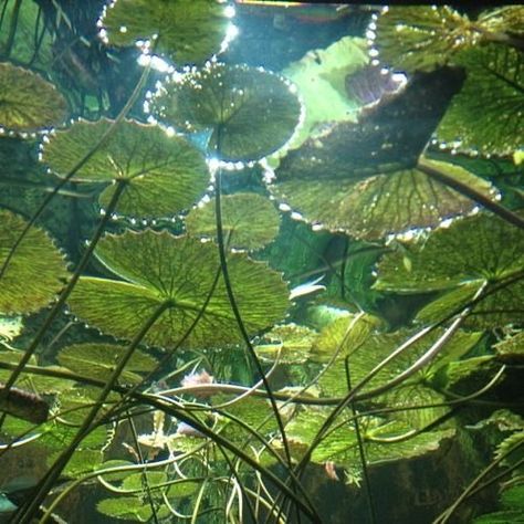 Water Lilies, The Sun, Floating, Sun, Water, Plants, Green