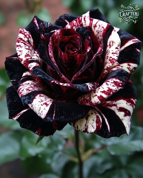 Bear Aesthetic, Pretty Flowers Pictures, Rose Gardening, Rose Tree, Perfect Imperfection, Goth Garden, Fantasy Ideas, Gothic Garden, Rose Care