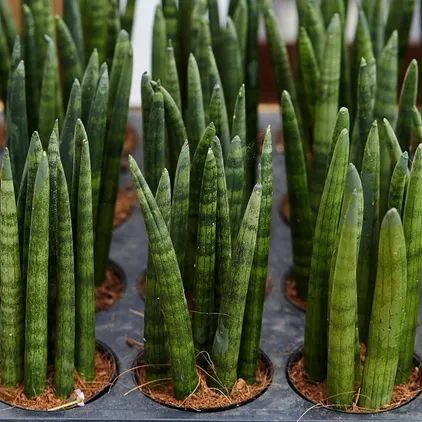 a planter's tray filled with small sansevieria cylindrica plants with green cylindrical leaves Cylindrical Snake Plant, African Spear, Snake Plant Varieties, Sansevieria Cylindrica, Types Of Snake, Snake Plant Care, Sansevieria Trifasciata, Snake Plant, Plant Lady