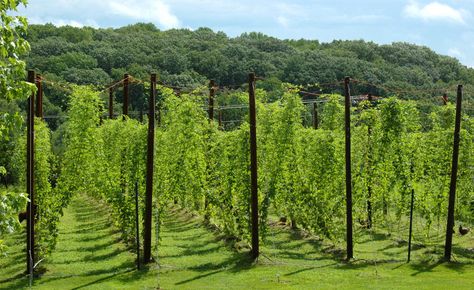 farm // hops Hops Growing, Hop Trellis, Hops Garden, Hops Trellis, Hop Farm, Growing Hops, Woodland Crafts, Hops Plant, Starting A Farm