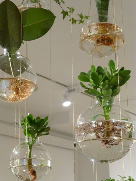 Hanging Potted Plants, Tanaman Air, Plant Installation, Indoor Water Garden, Diy Hanging Planter, Vertical Garden Indoor, نباتات منزلية, Hydroponic Growing, Hydroponic Plants