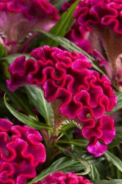 Celosia Twisted Pink, see https://floritec.eu/nl/celosia-informatie Celosia Flower, Flower Garden Images, Roses And Tulips, Plant Pot Diy, Weird Plants, List Of Flowers, The Garden Of Eden, Garden Crafts Diy, Garden Images