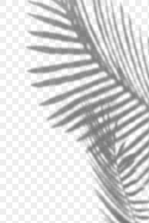 Palm Leaf Shadow, Palm Shadow, Leaf Shadow, Shadow Overlay, Bride Clipart, Shadow Shadow, Shadow Plants, Plant Texture, Palm Leaf Design