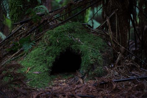 The Choice: Parable Of The Cave Irish Goddess, Underground Shelter, Camping With Cats, Warrior Cat, Public Domain Images, Warrior Cats, Dark Forest, Enchanted Forest, In The Woods