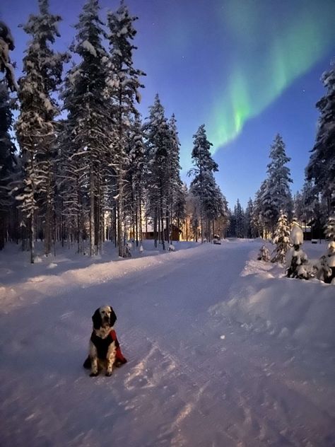 Living In Finland, Lap Land, Dream Holidays, Lapland Finland, Christmas Place, Winter Vibes, Winter Beauty, Dream Holiday, Wild And Free