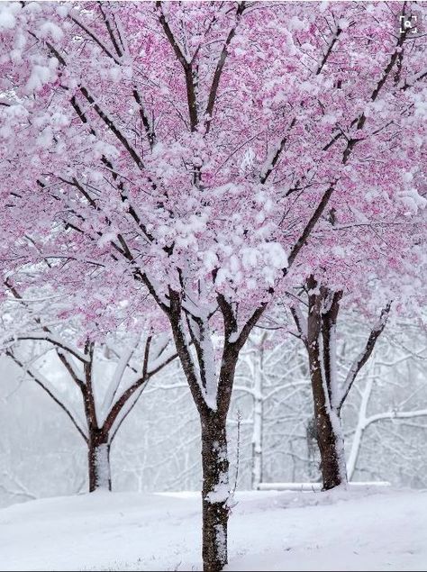 Winter Cherry Blossom #WinterDreams #PhotoOfTheDay #TreeOfTheDay #CherryBlossom Finding Neverland, Spring Snow, Winter Schnee, Tree Winter, Nature Spring, Sakura Tree, Winter Nature, Snowy Winter, Pink Trees