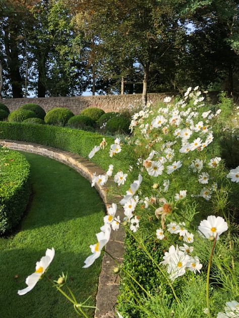 #cosmos #purity #mygarden #today Purity Cosmos, Cosmos Purity, White Cosmo, English Countryside, Garden Inspiration, Stepping Stones, Front Porch, Cosmos, Front Yard