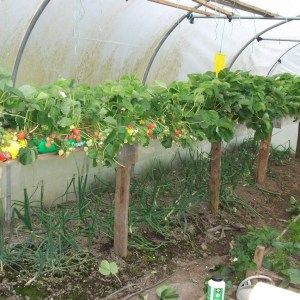 Polytunnel Gardening, Polytunnel Ideas, Polytunnel Layout Ideas, High Tunnel Greenhouse Layout, Strawberry Plant Cover, Strowbary Garden, Small Polytunnel, Poly Tunnel Greenhouses, Vegetable Garden Planning