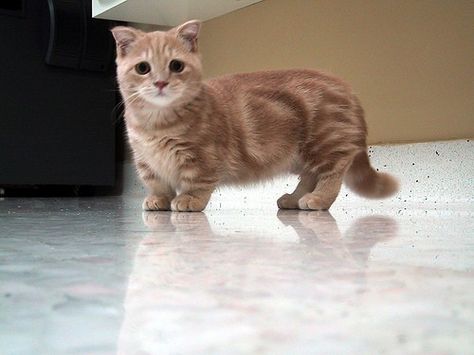 This is a munchkin cat. They have the same gene that gives dachshunds their long body and short legs. Enjoy. Munchkin Cat Scottish Fold, Cat Munchkin, Kittens Calico, Gato Munchkin, Kittens Care, Munchkin Cats, Munchkin Kitten, Leopard Geckos, Tattoo Animal