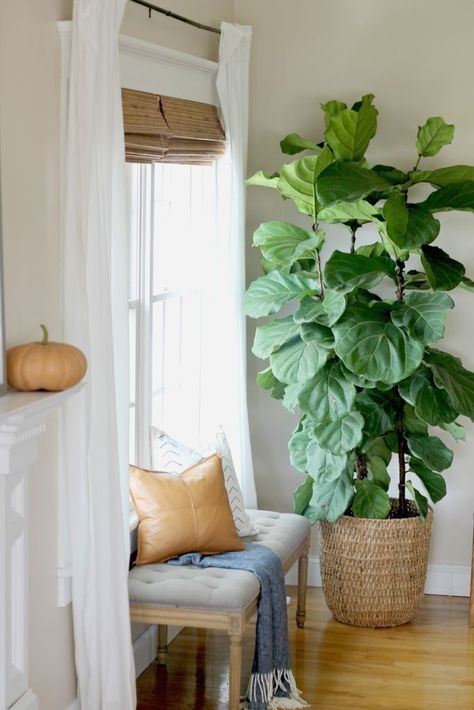 Fiddle leaf fig tree + modern farmhouse fall tour Small Apartment Plants, Fig Leaf Tree, Indoor Plants Apartments, Plant Apartment, Interior Boho, Apartment Plants, Fiddle Leaf Fig Tree, Ficus Lyrata, Ficus Tree