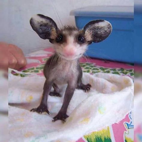 Baby Opossum...bless his heart! Baby Opossum, Baby Possum, Awesome Possum, Silly Animals, Hamsters, Cute Creatures, Sweet Animals, Cute Little Animals, Cute Funny Animals