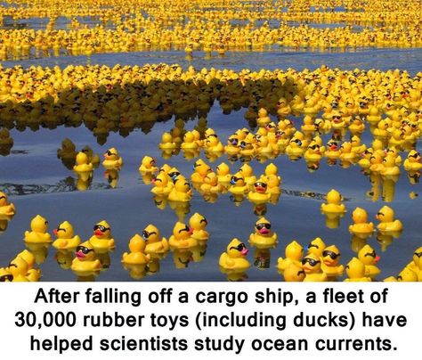 CityPlanningNews.com: Rubber Duckies They fell into the Pacific ocean in... Cassie Clare, Cassandra Clare Books, Rubber Ducks, The Dark Artifices, Lucifer Morningstar, The Infernal Devices, Vivziepop Hazbin Hotel, Rubber Ducky, Cassandra Clare