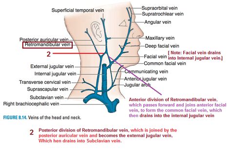 Retromandibular vein ... #Jugular vein #Subclavian vein Subclavian Vein, Jugular Vein, Neck Anatomy, Arteries And Veins, Medical Anatomy, Intensive Care, Head And Neck, Study Guide, Anatomy