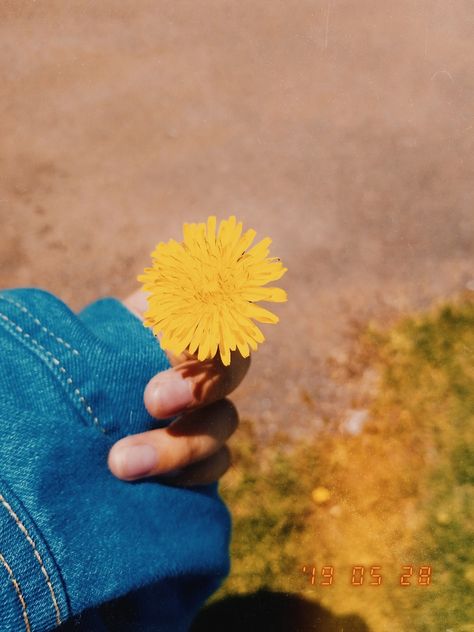 Dandelion,  yellow , aesthetic  , denim , O'Leary PEI Canada 1998 camera app Pei Canada, Dandelion Yellow, Camera App, Yellow Aesthetic, Dandelion, Yellow