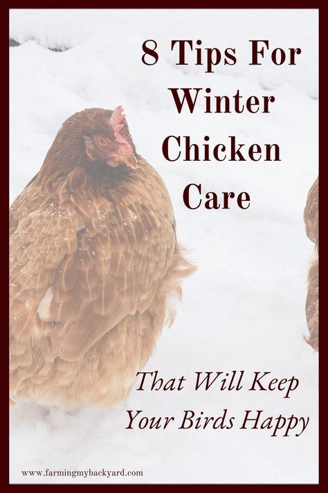 Here are tips for winter chicken care that you need you to do. They will keep your hens happy even when it's cold and icy outdoors. Chickens In Winter, Caring For Chickens, Tips For Winter, Chickens In The Winter, Chicken Care, Goat Care, Chicken Tractors, Chicken Owner, Chicken Health