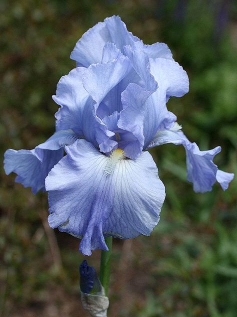 Blue Iris Flowers, Iris Wedding, Foto Macro, Magic Flower, Iris Painting, Future Garden, Blue Iris, Iris Garden, Iris Flower