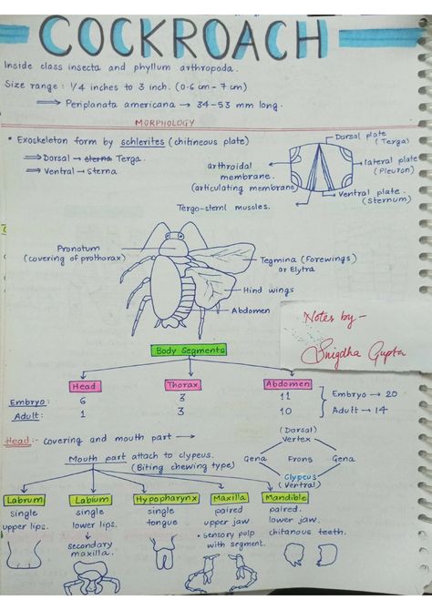 Cockroaches - Biology Short Notes 📚 Cockroach Notes Neet, Neet Short Notes, Neet Biology Notes, Ncert Biology Class 11, Zoology Notes, Ncert Biology, Biology Class 11, Snapchat Emojis, Neet Notes