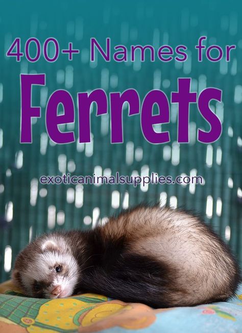 Names For Ferrets, Ferret Names, Ferrets Care, Pet Supplies Organization, Male Names, A Ferret, Pet Ferret, Animal Supplies, Cute Ferrets