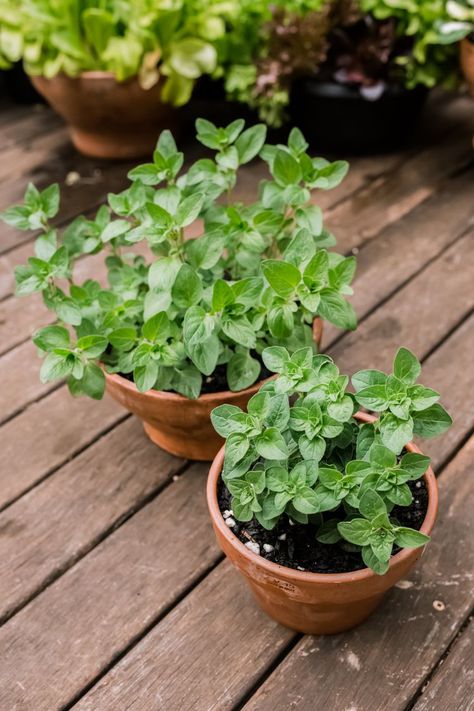 Oregano Garden, Oklahoma Garden, Growing Peach Trees, Growing Oregano, Oregano Plant, Medicinal Herbs Garden, Herb Gardens, Indoor Greenhouse, Mediterranean Plants