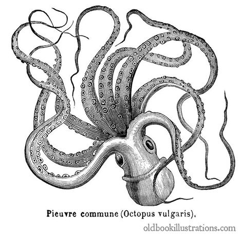 Common Octopus – Old Book Illustrations Kraken Drawing, Octopus Vulgaris, Common Octopus, Octopus Graphic, Octopus Illustration, Steampunk Octopus, Navi A Vela, Octopus Tattoos, Vintage Octopus