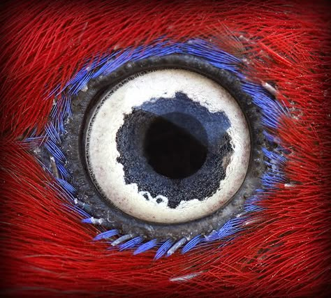 Todd Young - Eye of the female Solomon Island Eclectus parrot Eclectus Parrot, Parrot Training, Cute Parrot, Regard Animal, Foto Macro, Eye Photo, Animal Eyes, Eye Close Up, Wild Eyes