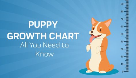 Getting a new pup can be exciting! But it’s essential to adopt a puppy that will fit your home, lifestyle, and size of the family. It’s a good idea that you consult a puppy weight chart first so you can get a good idea what to expect as your cute, little furball grows up. Puppy Growth Stages Week By Week Puppy Growth C Puppy Growth Chart, Adopt A Puppy, Puppy Development, Hemp Products, Puppy Stages, Weight Chart, Weight Charts, Giant Breeds, Dog Odor