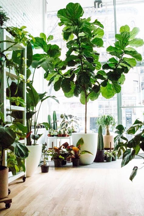 Style Your Home with Plants #plants #indoor @maddiemae7 Small Indoor Plants, Trendy Plants, Growing Gardens, Indoor Gardens, Houseplants Indoor, Plant Decor Indoor, Plants Indoor, Bedroom Plants, Indoor Jungle