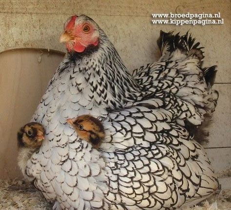 Wyandotte Hen, Hen With Chicks, Chicken Breeding, Wyandotte Chicken, Fancy Chickens, Beautiful Chickens, Chicken Garden, Cute Chickens, Chickens And Roosters