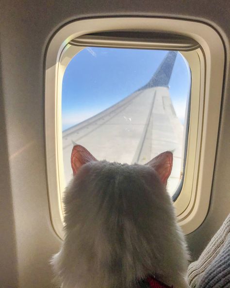 A Plane, A Cat, Take A, Road, Travel