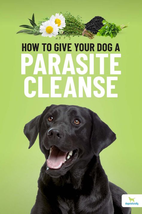 Dog Parasites Remedies, Natural Dog Dewormer Diy, How To Deworm A Dog Natural, Diy Dewormer For Dogs, Dog Worms Remedy, How To Get Rid Of Worms In Dogs, Dog Dewormer Homemade, Natural Dog Dewormer, Natural Probiotics For Dogs