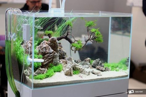 Sold Out Soon 😙 #Click To See Reviews Midwest 28 Gallon Tropical AquaTable Aquarium Octagon #Amazon #Affiliate #7ColorsRooms 7ColorsRooms.com 🐟 creative living room turtle koi fish feng shui placement amazon rainforest amazon echo tips amazon fire amazon buys products amazon alexa tips snake tank buddha fish aquarium tank fish aquarium home fish fish aquarium aquarium bowl tank aesthetic shedd fish idea terrariums tank homemade fish aquarium aquascape fish aqua.. Aquascape Design Simple, Nano Aquascape, Clean Setup, Aquarium Mini, Tanaman Air, Amazing Aquariums, Fish Tank Design, Aquascape Design, Betta Aquarium