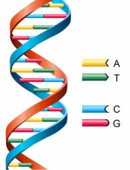 The Secret of Life - the DNA double Helix- how to explain it to 6 six year old  May be good for world Down's day class discussion? Dna Model Project, Dna E Rna, Dna Activities, Dna Facts, Dna Project, Dna Helix, Dna Replication, Dna Molecule, Dna Model