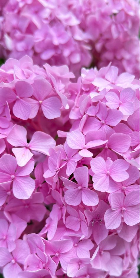 Hydrangea Wallpaper Backgrounds, Hydrangea Wallpaper Iphone, Pink Hydrangea Wallpaper, Hydrangea Background, Hydrangeas Wallpaper, Hydrangea Aesthetic, Colours Wallpaper, Hydrangea Plant, Hydrangea Wallpaper