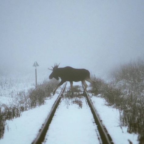 Bialowieza Forest, The Hunting Party, Amoled Wallpapers, The Snow, Pretty Pictures, Animal Photography, Mother Nature, Aesthetic Pictures, Moose