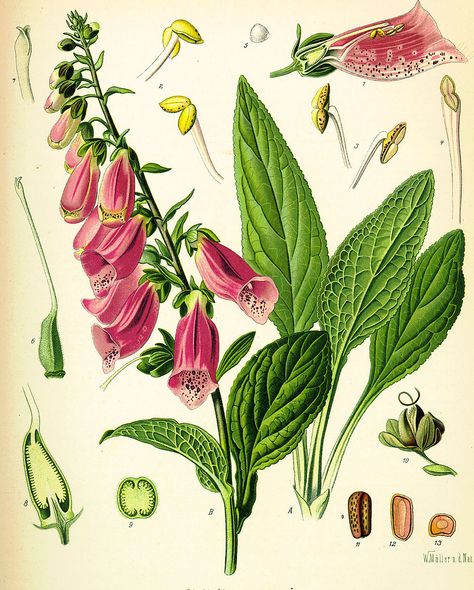 Digitalis purpurea, Foxglove Digitalis Purpurea, Antique Botanical Print, Poisonous Plants, Illustration Botanique, Vintage Botanical Prints, Plant Drawing, Scientific Illustration, Botanical Drawings, Plant Illustration