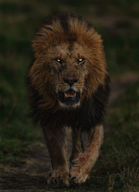 Lion Reference, Lions Family, Lion Couple, Awsome Pictures, Angry Animals, Wild Animals Photos, Lion Photography, Lion Images, Male Lion