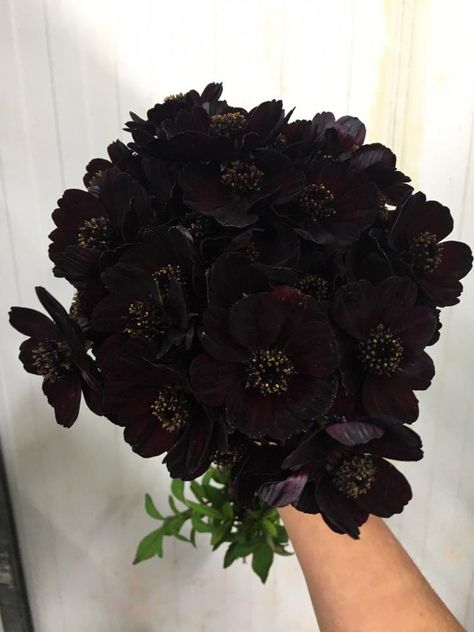 Black Boquet Flower, Black Flower Bouquet Aesthetic, Black Cosmos Flowers, Chocolate Cosmos Bouquet, Chocolate Cosmos Flower Aesthetic, Flower Bouquet Dark, Goth Flowers, The Flowers Of Evil, Chocolate Cosmos