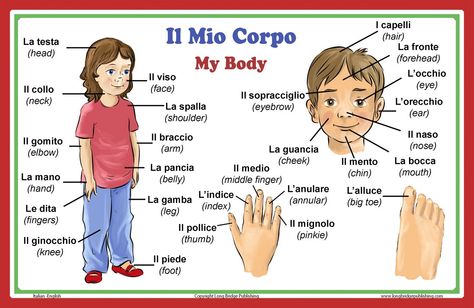 Italian Language School Poster: Italian Words About Parts of the Body, with English Translation - Bilingual Classroom Chart Body Parts In Spanish, Learn To Speak Italian, French Translation, Room Wishlist, Classroom Charts, Speak Italian, Italian Vocabulary, Bilingual Classroom, Italian Lessons