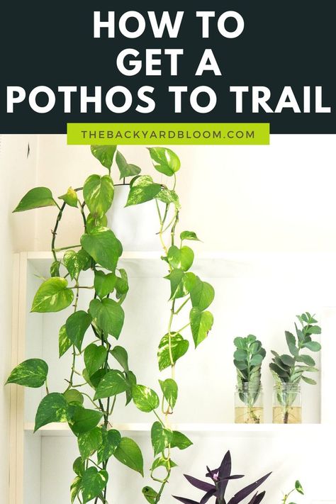 How To Get A Pothos To Trail Trailing Plants Indoor, Vine House Plants, Indoor Vine Plants, Ivy Plant Indoor, Pothos Plant Care, Pothos Vine, Indoor Vines, Bohemian Garden, Ivy Plants