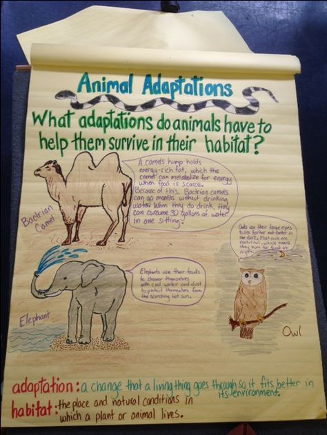 3rd grade science-Animal Adaptations 4th Grade Science Projects, Grade 2 Science, Fourth Grade Science, Activity For Students, Science Anchor Charts, 7th Grade Science, Animal Adaptations, First Grade Science, Third Grade Science