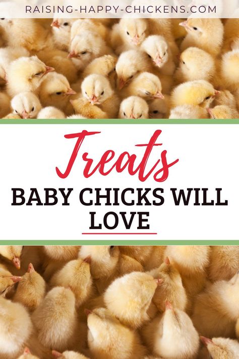 Farm Animals Aesthetic, Aesthetic Chicken Coop, Chicken Feed Recipe, Chicken Feed Diy, Aesthetic Farm Animals, Pet Chickens Breeds, Farming Aesthetic, Organic Chicken Feed, Chickens Breeds