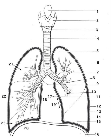 25+ Inspired Photo of Anatomy Coloring Pages . Anatomy Coloring Pages Lung Anatomy Coloring Page Respiratory System Pages335935 #coloringpages #coloring Respiratory System Worksheet, Anatomi Dan Fisiologi, Human Body Printables, Anatomy Coloring, Biology Diagrams, Lung Anatomy, Anatomy Coloring Book, Human Lungs, Basic Anatomy And Physiology