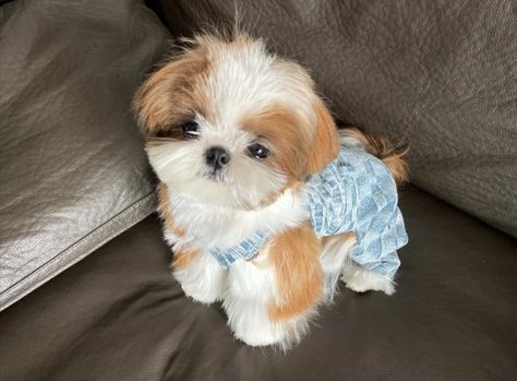 Dogs Social Media, Cute Fluffy Puppies, Perro Shih Tzu, Cute Fluffy Dogs, Cute Teacup Puppies, Cute Small Dogs, Cute Dog Wallpaper, Puppies Cute, Fluffy Dog