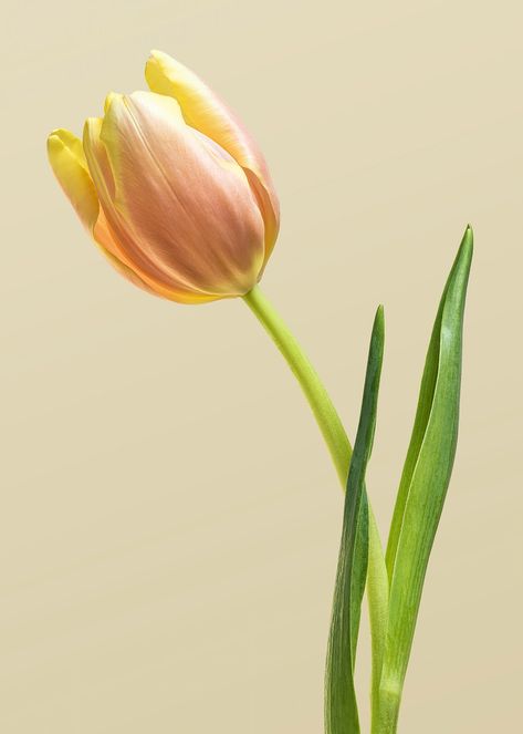 Blooming tulip flower on a cream background | premium image by rawpixel.com / Teddy Tulip Png, Tulip Flower Pictures, Tulip Leaf, Tulip Photo, Tulips Images, Tulip Drawing, White Lily Flower, Macro Photography Flowers, Yellow Rose Flower