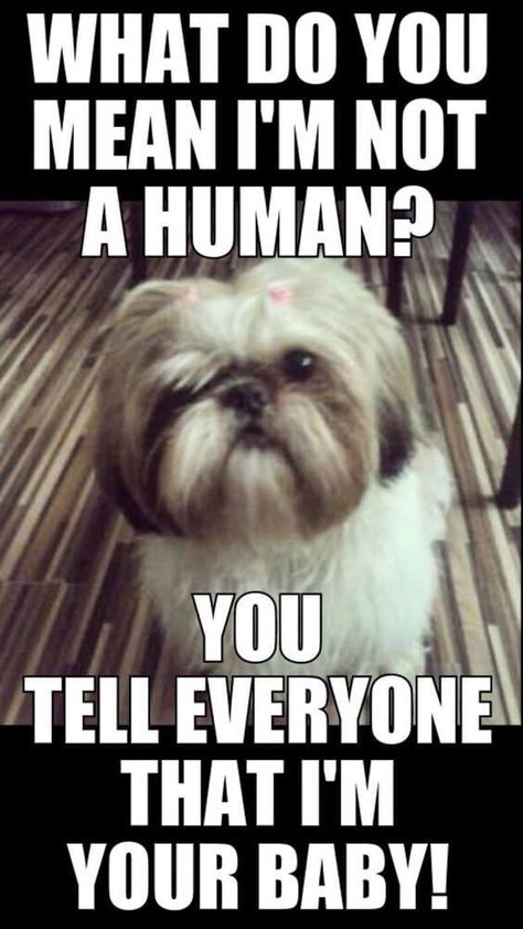 14 Funny Shih Tzu Memes Of All Time – Page 2 – The Paws Perro Shih Tzu, Chien Shih Tzu, Shih Tzu Puppy, Shih Tzu Dog, What Do You Mean, Shih Tzus, Funny Animal Pictures, Dog Memes, Small Dog