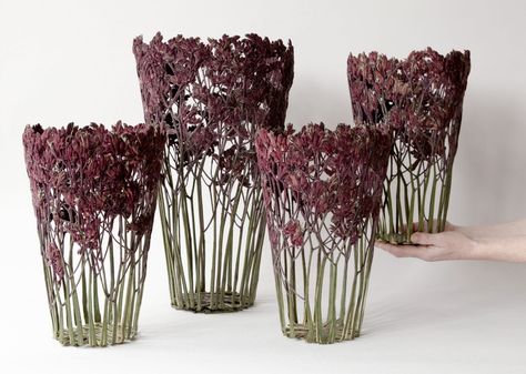 Dried and Pressed Flowers Are Molded into Delicate Sculptural Vessels by Shannon Clegg — Colossal Animated Pumpkins, Kangaroo Paw, Flower School, Dried And Pressed Flowers, Flower Sculptures, Modern Crafts, Dry Flowers, Hand Molding, Spray Roses