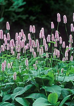 Persicaria bistorta 'Superba' Spikes of soft clear pink flowers in May and June, some through to September. Mid green Dock like leaves. Height 75cm. Spread 60cm. Sun or part shade. Persicaria Bistorta, Victorian Language, Pink Perennials, Bog Garden, Garden Flower Beds, Herbaceous Border, Front Landscaping, Perennial Garden, Gorgeous Gardens