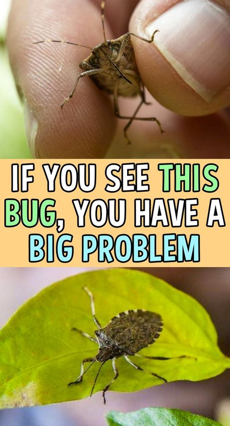 Brown Bugs, How To Get Rid Of Gnats, Easy Backyard Diy, Bug Spray Recipe, Bad Bugs, Rid Of Bed Bugs, Tattoo Plant, Garden Remedies, Stink Bugs