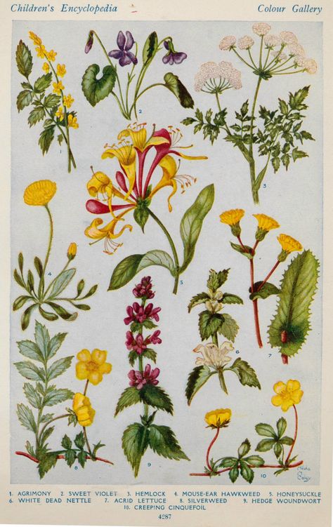 Explore janwillemsen's photos on Flickr. janwillemsen has uploaded 62694 photos to Flickr. Fields Flowers, British Wild Flowers, Valentine Postcards, Vintage Flower Prints, Flowers Botanical, Botanical Illustration Vintage, Vintage Botanical Prints, Plant Drawing, Botanical Drawings